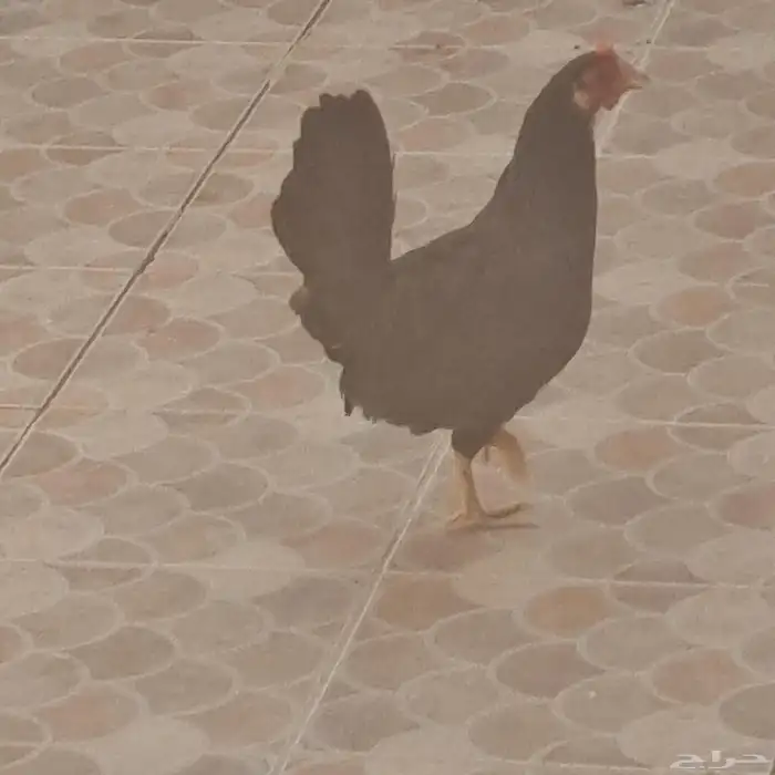 دجاج 5