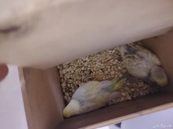 بادجي ازواج ((تم البيع)) 1