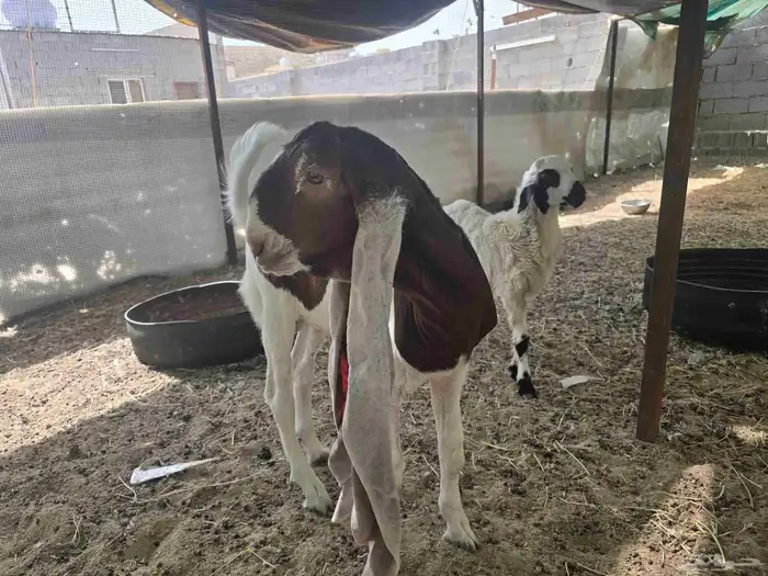تيس هولندي للبيع عمر شهرين ونص 0