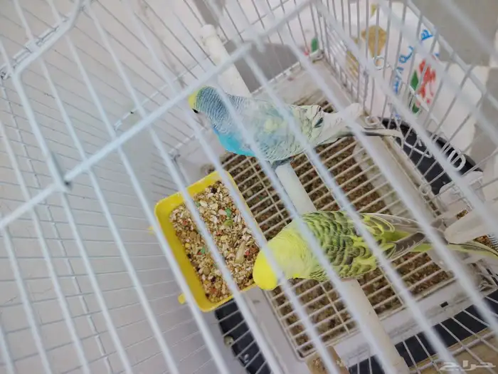 بادجي ازواج ((تم البيع)) 4