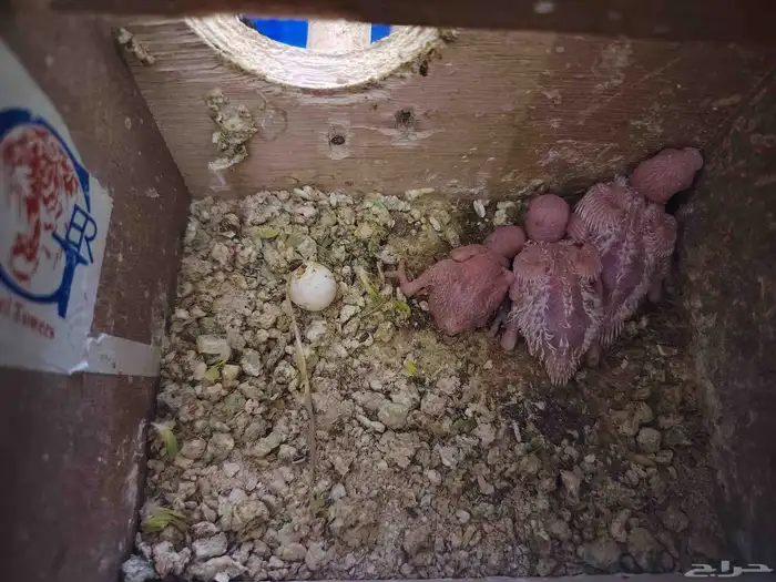 بادجي ازواج ((تم البيع)) 3