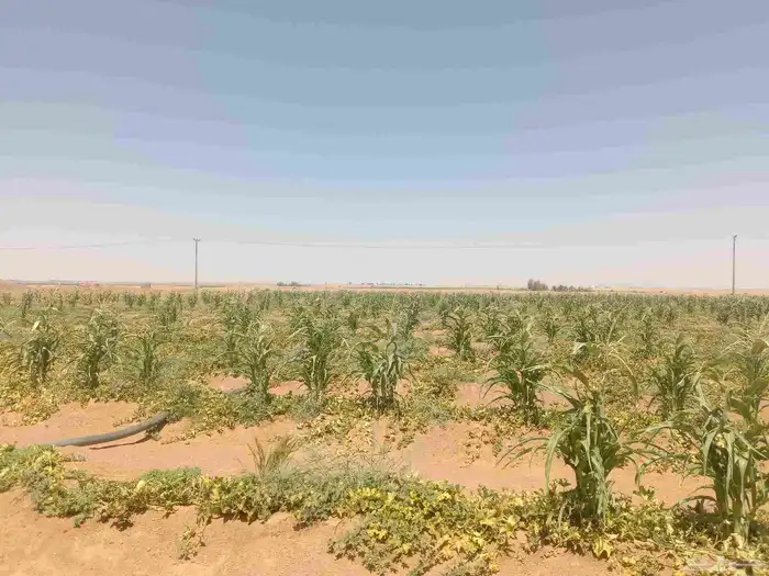 4 هكتار ذرة شاميه علف اغنام اضافه الي الجاح والشمام 3