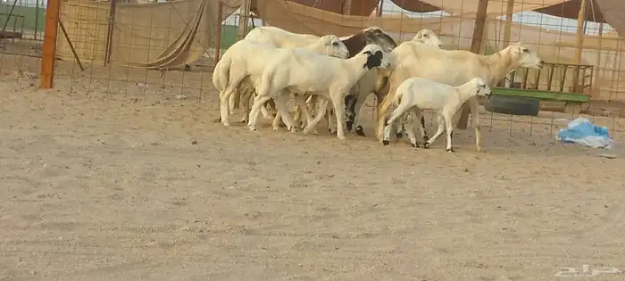 ضان رفد خلفات طيبه لي البيع 5
