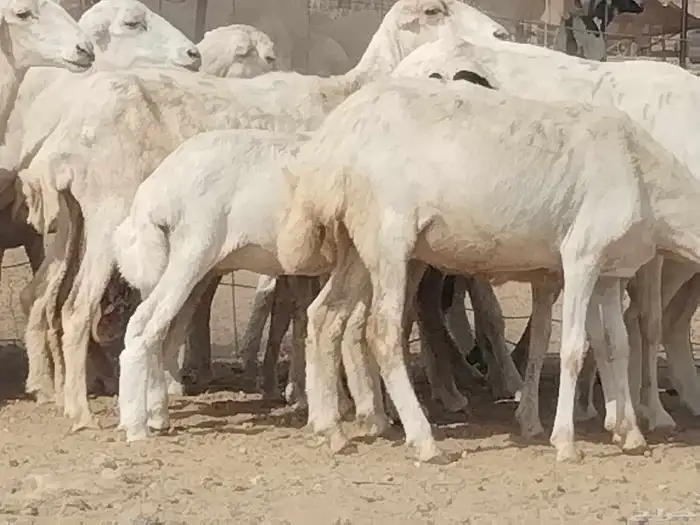 غنم رفيديه خلفات العدد 16 تحتها 16 2