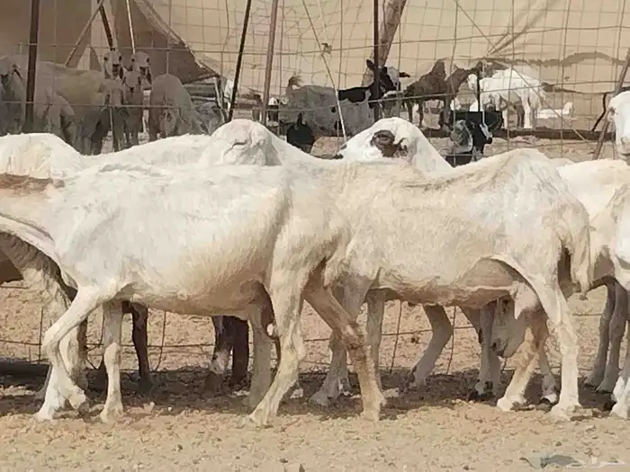 غنم رفيديه خلفات العدد 16 تحتها 16 7