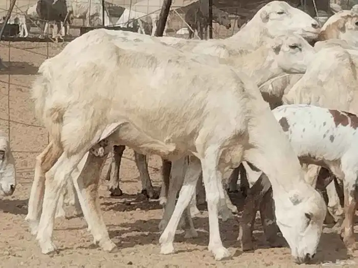غنم رفيديه خلفات العدد 16 تحتها 16 0