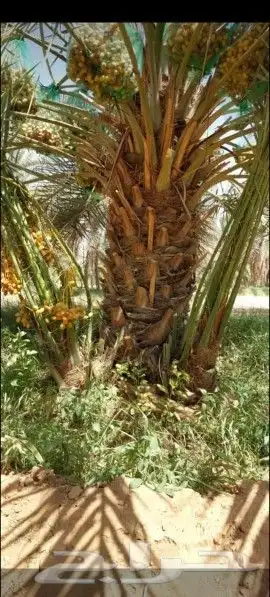 يوجد لدينا جميع انواع النخيل لتواصل 5