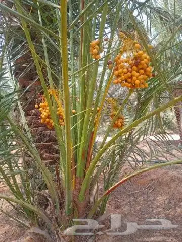 نخيل بجميع انواعه ومقاساته 3