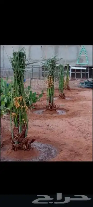 نخيل بجميع انواعه ومقاساته 9