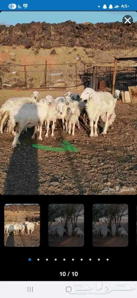 غنم حبص تربية مزرعة 4
