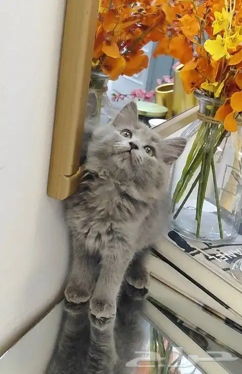 قطة صغيرة كتن 2