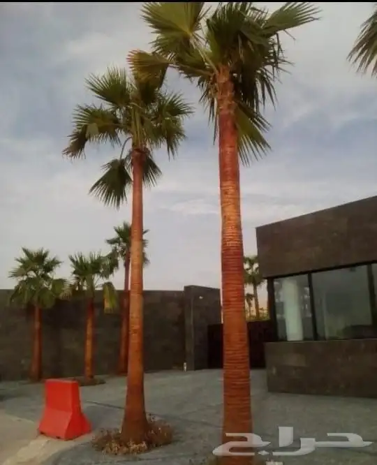 ثيل c2000 انجيله نخل واشنطن. حديقه 9