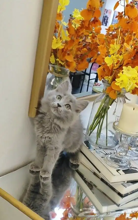 قطة صغيرة كتن 4