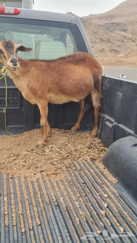 عنز حايل 0