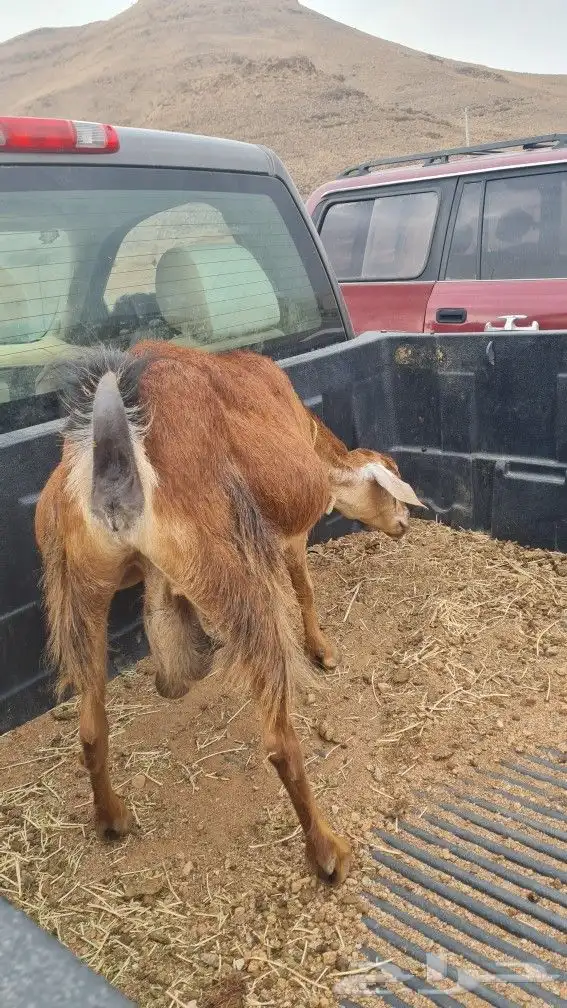 عنز حايل 1