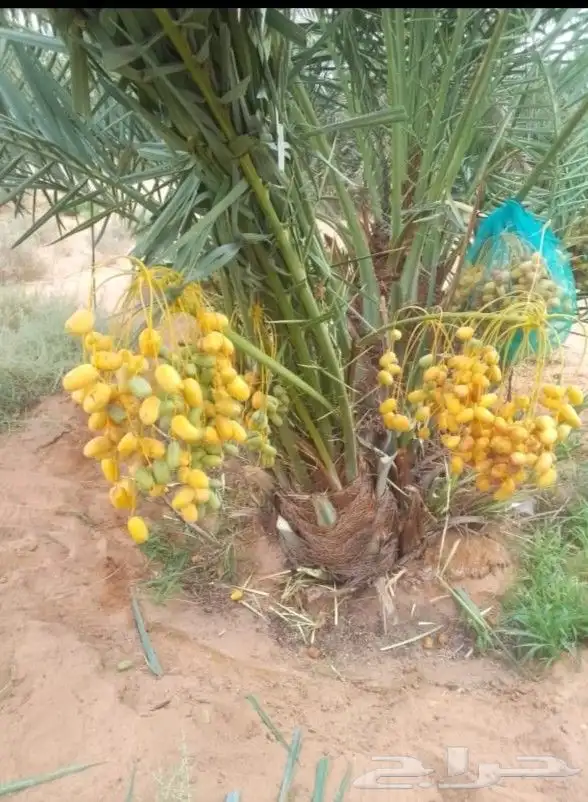 يوجد لدينا جميع انواع النخيل لتواصل 0