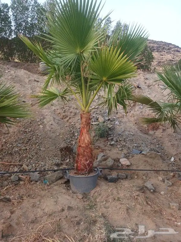 واشنطوني مركن 50 0