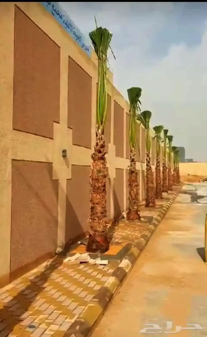 نخل للبيع 8
