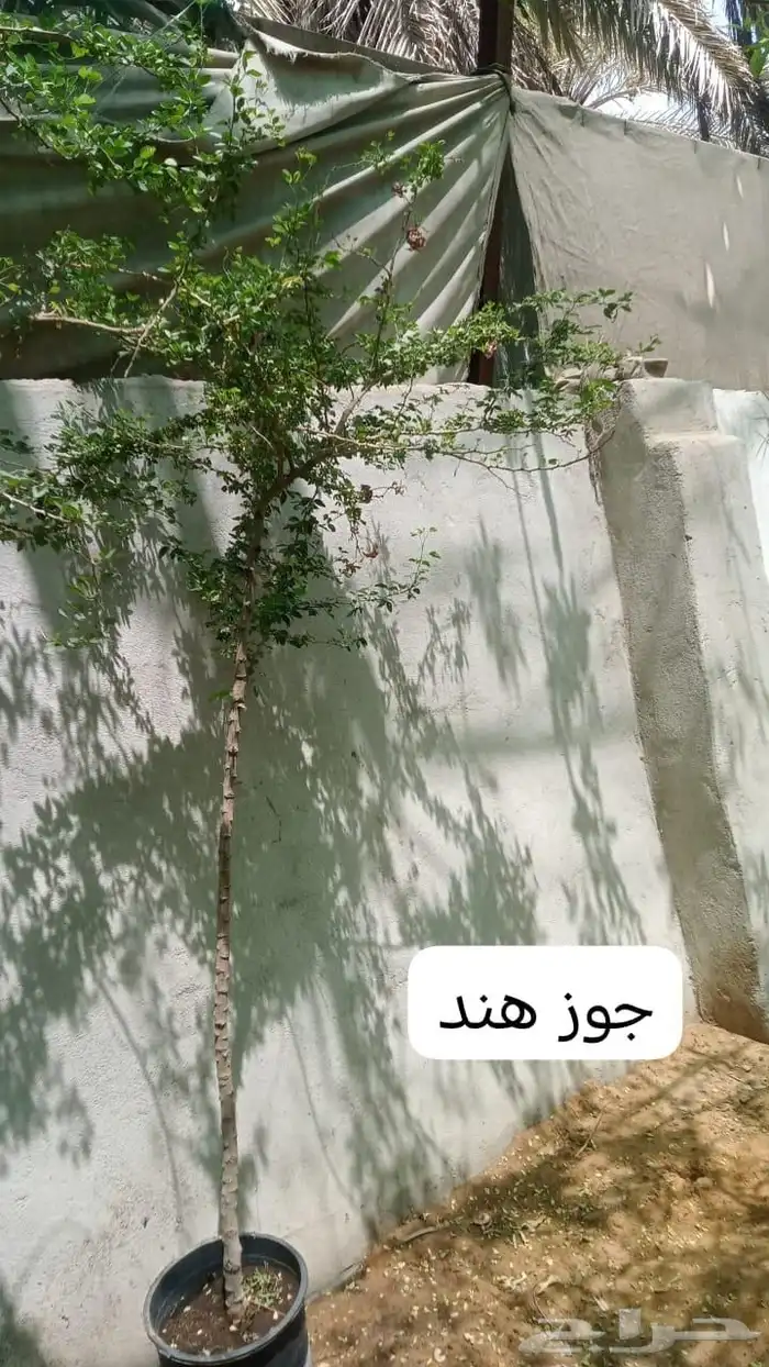 ثيل طبيعي C2000 وانطورو وثيل يباني وزرع طبيعي 4