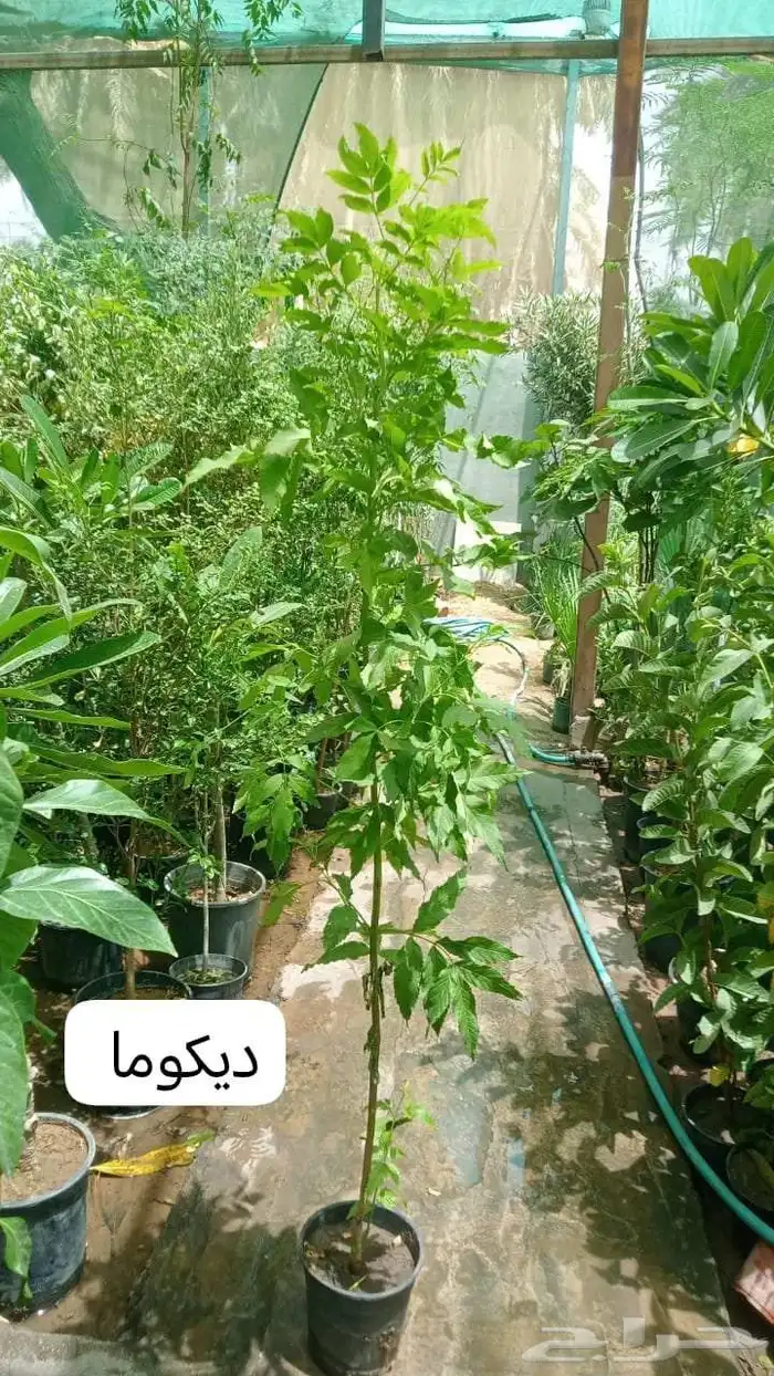 ثيل طبيعي C2000 وانطورو وثيل يباني وزرع طبيعي 3