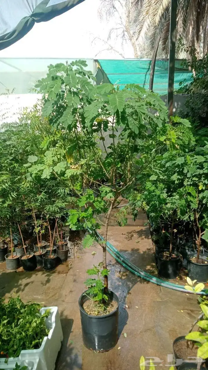 ثيل طبيعي C2000 وانطورو وثيل يباني وزرع طبيعي 5