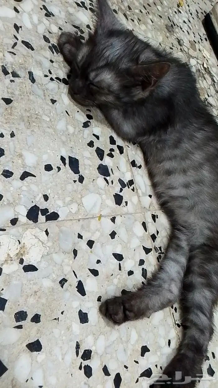 الام وأنثى وذكرين 3