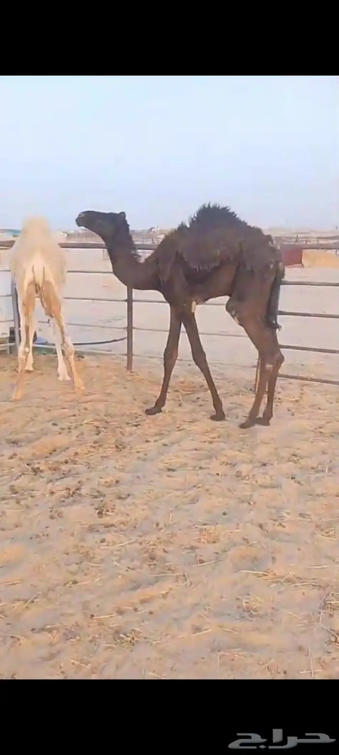 2قعود سلم العداريب شرط 1
