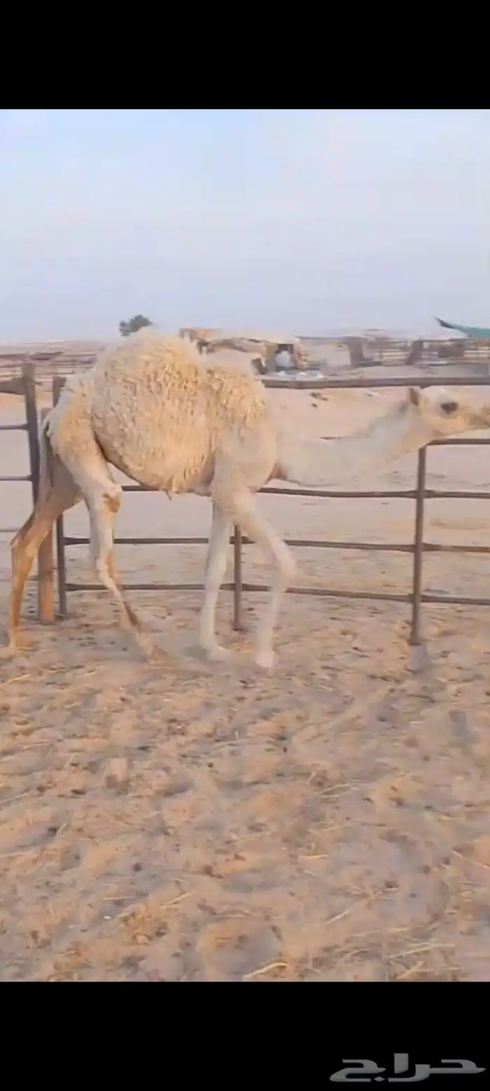 2قعود سلم العداريب شرط 2