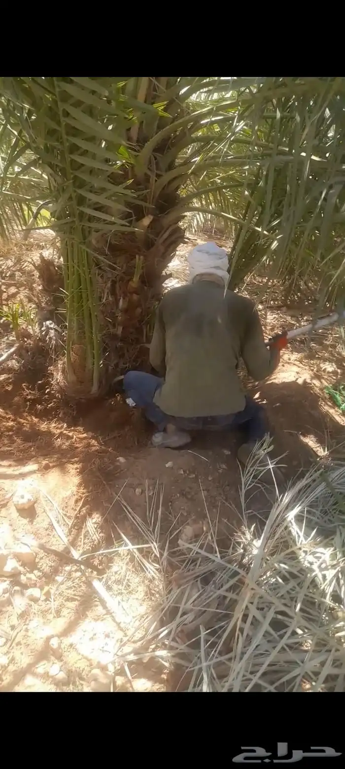 قلع وغرس وتوريد جميع انواع النخيل الى جميع مناطق المملكه 0