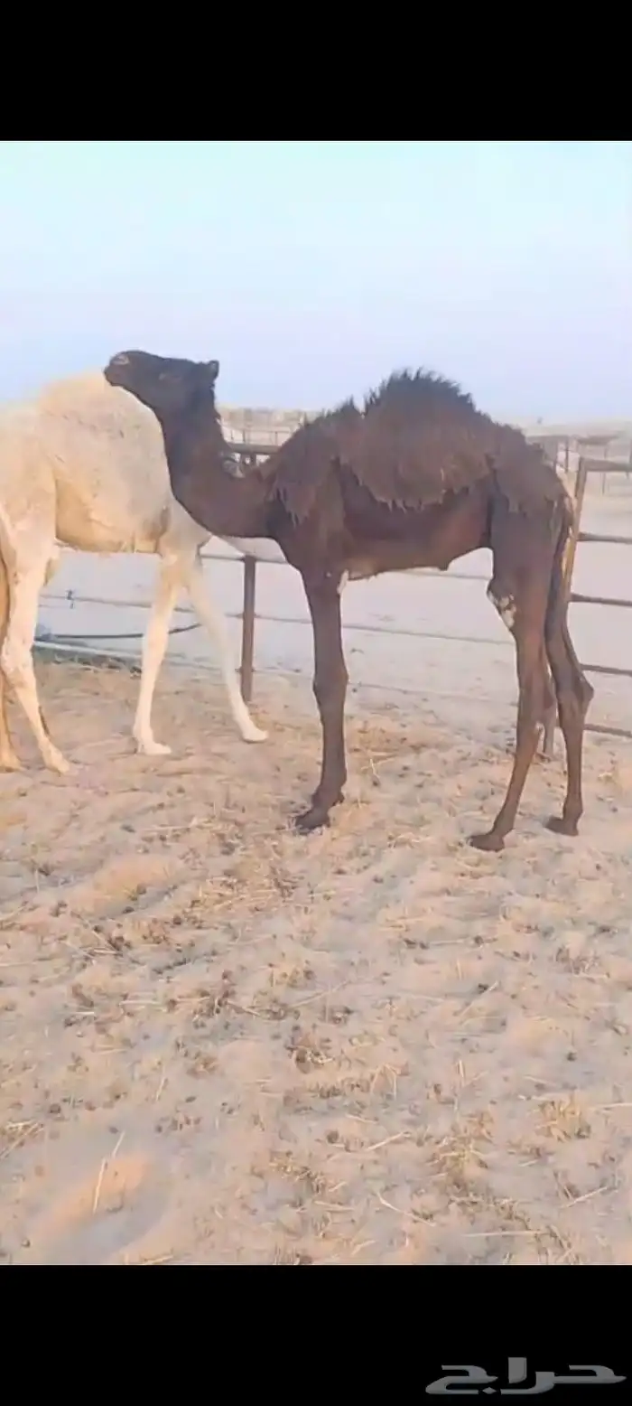 2قعود سلم العداريب شرط 0