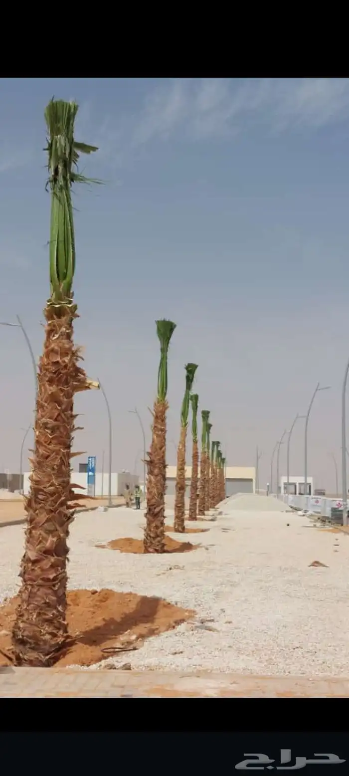 ابوسالم لتوريد انخيل ازينه الوشنطني 0