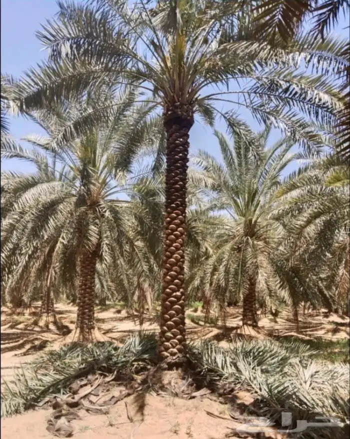 قلع ونقل وغرس نخيل العربي. 4