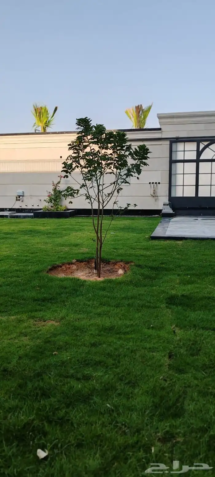 ثيل c2000 انجيله نخل واشنطن. حديقه 8