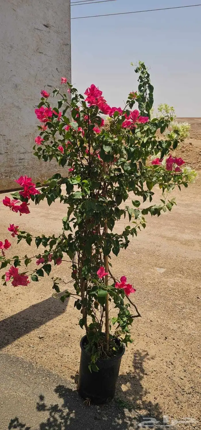 ثيل طبيعي C2000 وانطورو وثيل يباني وزرع طبيعي 1