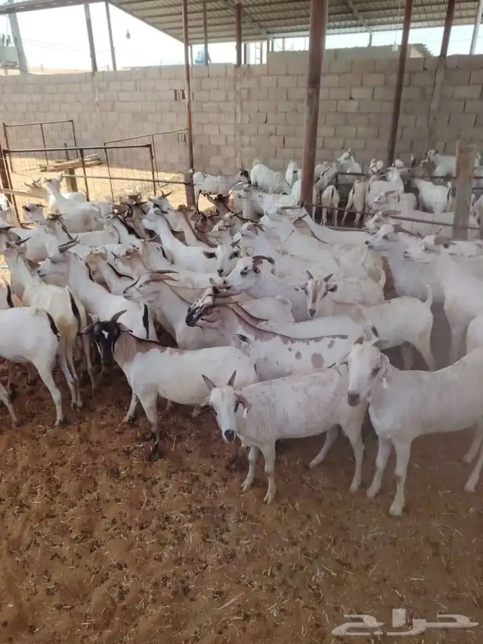 ذبايح نظيفه للتواصل 5