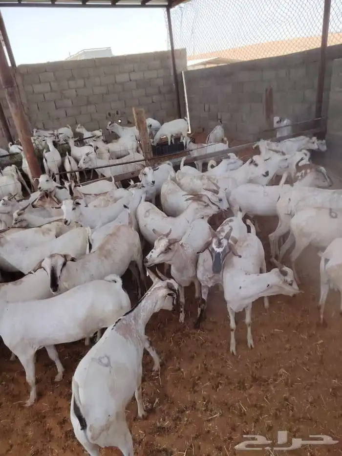 ذبايح نظيفه للتواصل 1