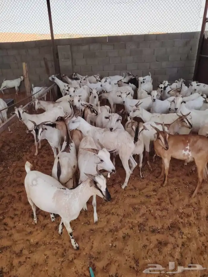 ذبايح نظيفه للتواصل 0