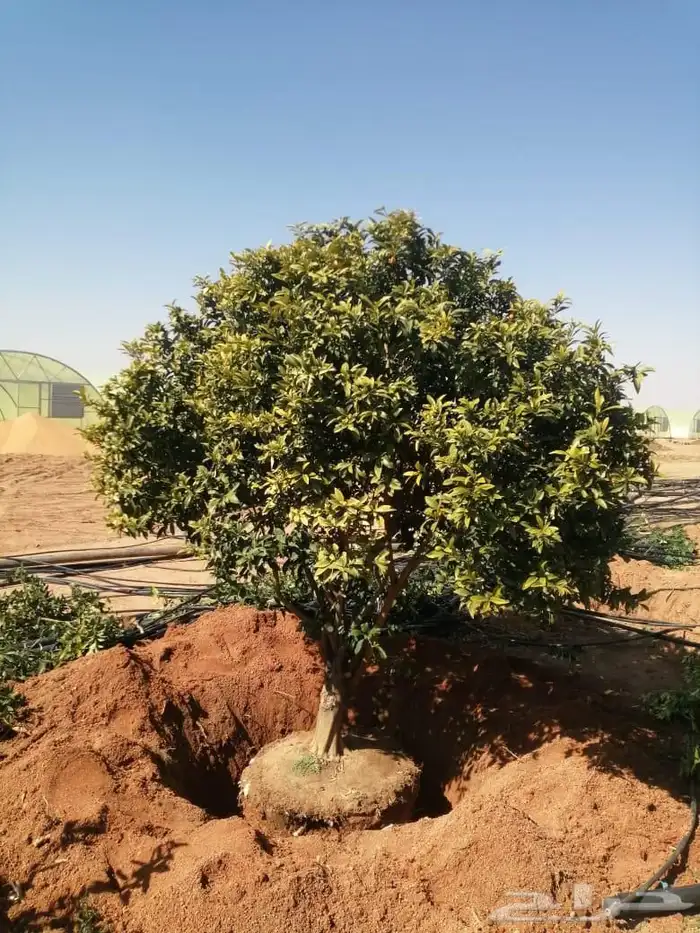 يوجد لديناء جميع انواع الاشجار لتوصل علا 5