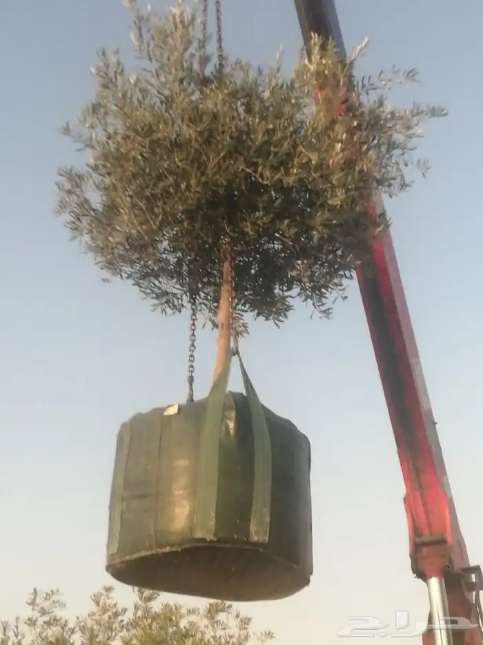 يوجد لديناء جميع انواع الاشجار لتوصل علا 6