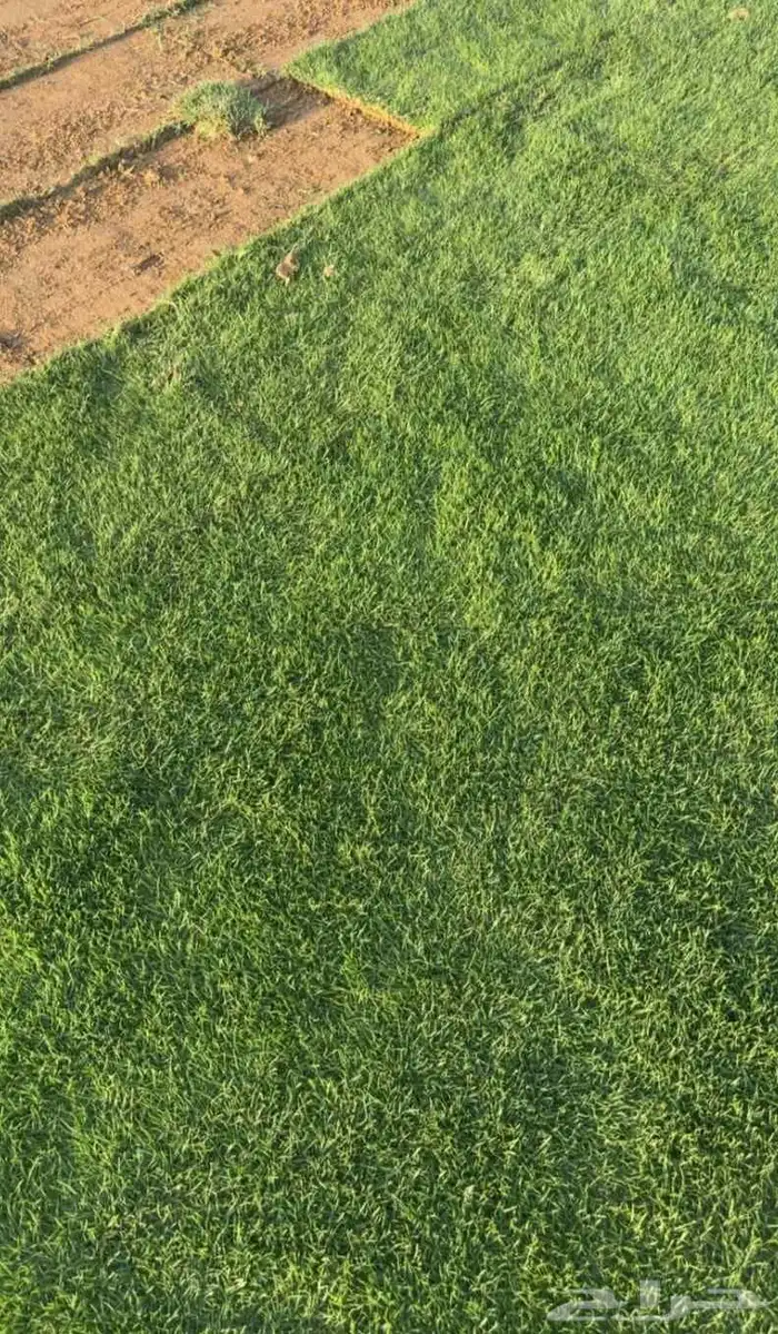 ثيل c2000 انجيله نخل واشنطن. حديقه 1