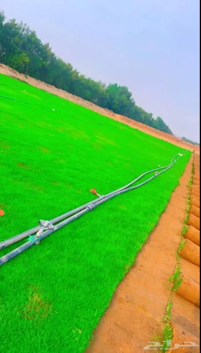 للبيع نجيله خضراء عشب طبيعي 3