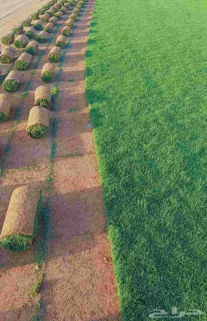 ثيل c2000 انجيله نخل واشنطن. حديقه 4