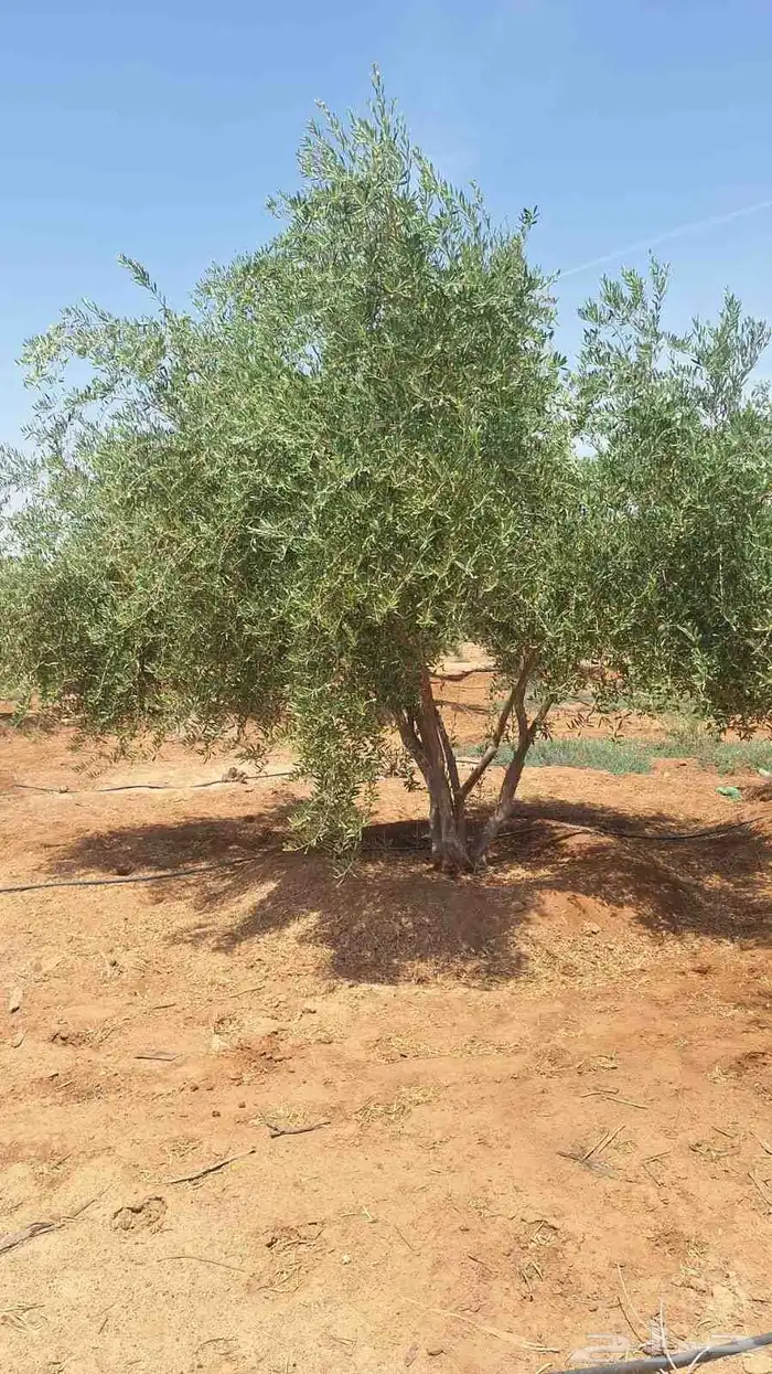 يوجد لدينا اشجار حمضيات وزيتون 6