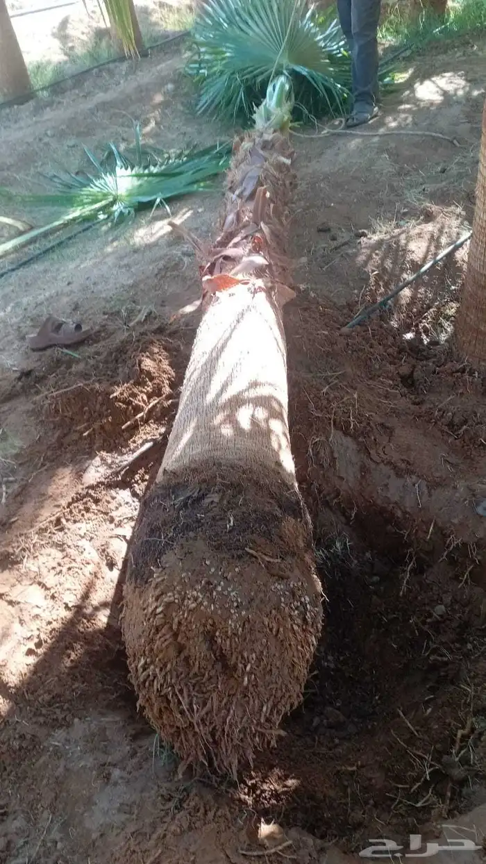 نخيل عربي وواشنطني شبوك ومضلات وسواتر وهناجر وأشجار زينه 5