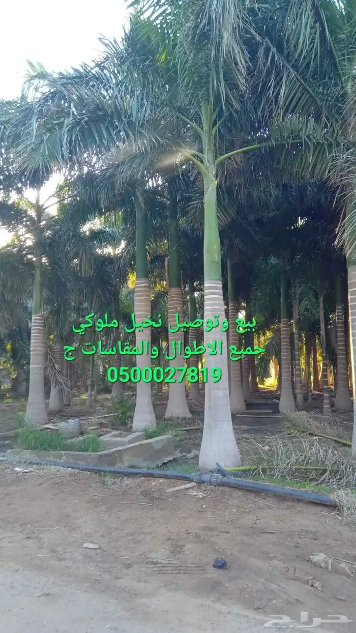 نخل واشنطني نخل ملوكي ثيل طبيعي للبيع 2