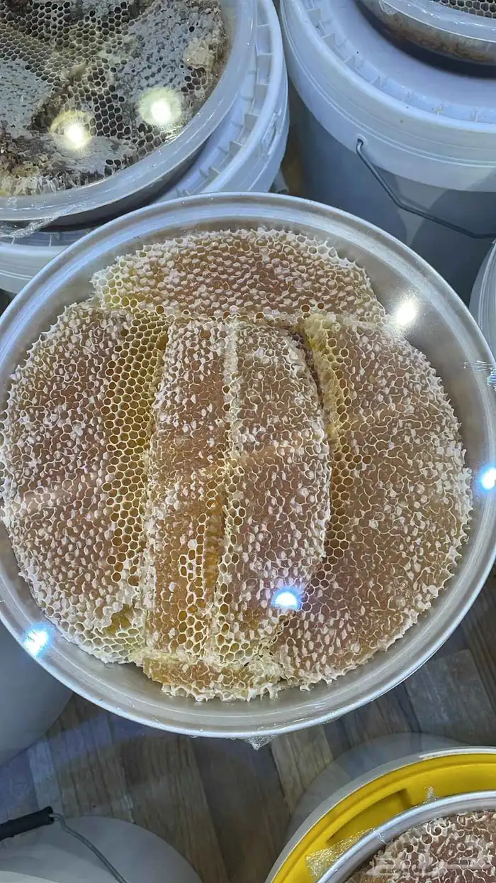 عسل الطلحه من مناحل عسل السدر الصافي 1