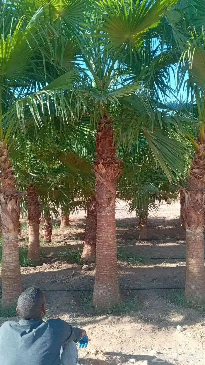 نخيل عربي وواشنطني شبوك ومضلات وسواتر وهناجر وأشجار زينه 6