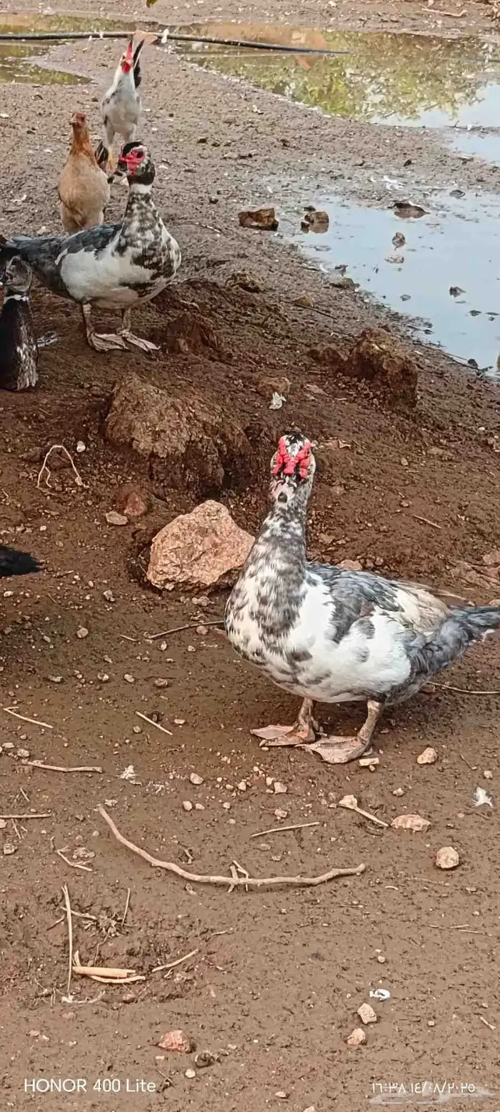ذكر بط 0