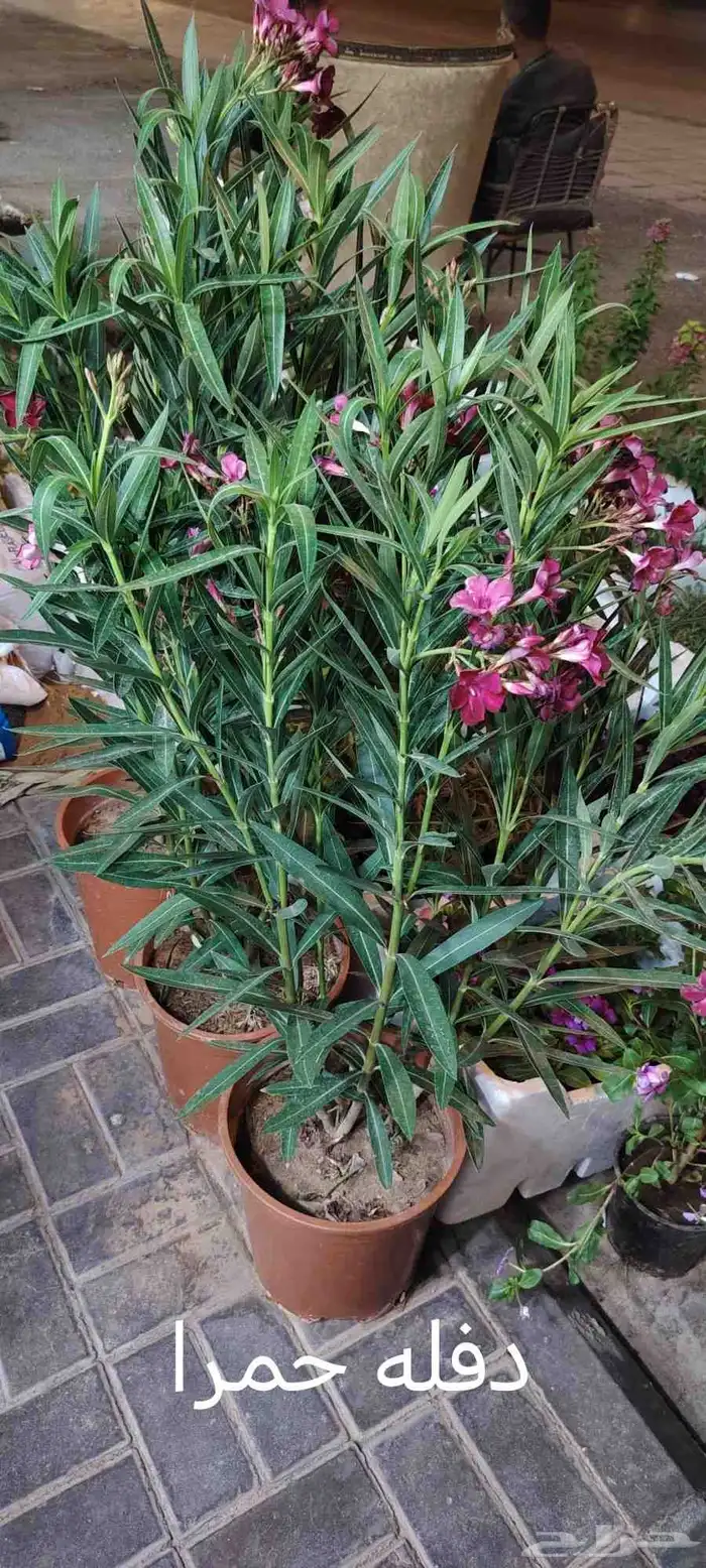 ثيل طبيعي C2000 وانطورو وثيل يباني وزرع طبيعي 6