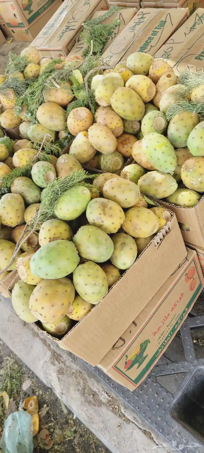 ماشاء الله تبارك الله برشومي اليوم شي فاخر 1